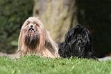 LHASSA APSO 117